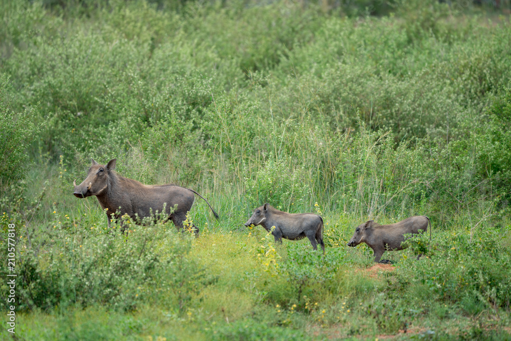 Warzenschwein mit zwei Jungtieren in Afrika Warzenschwein mit zwei Jungtieren in Afrika