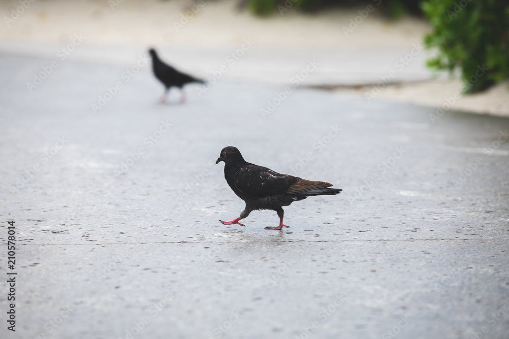 Obraz premium Tropic green 2