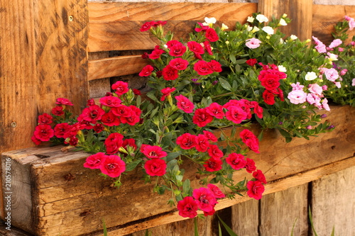Pink and medium-rare flowers in wooden trough, wall mounted