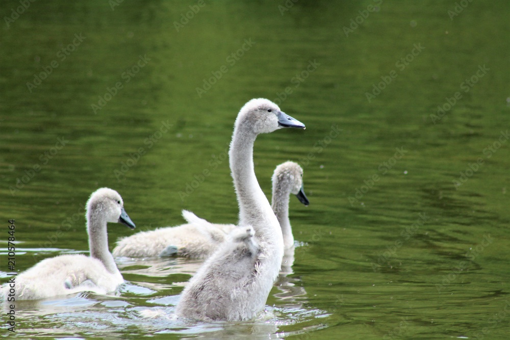 Signet siblings swimming Signet siblings swimming