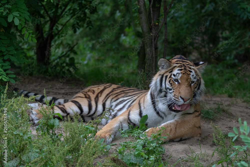 Amurtiger - Sibirischer - Mandschu - Tiger Zoo Amurtiger - Sibirischer - Mandschu - Tiger Zoo