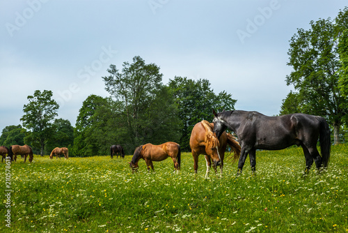 Wild and free horses grazing in the Swiss Jura Alps in Summer