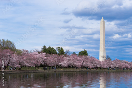 Washington Monument during Cherry Blossom Festival at the tidal basin, Washington DC, USA