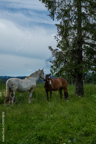 Wild and free horses grazing in the Swiss Jura Alps in Summer © gdefilip