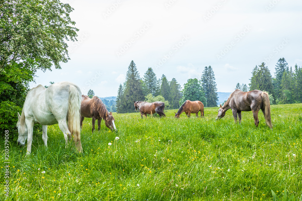Obraz premium Wild and free horses grazing in the Swiss Jura Alps in Summer