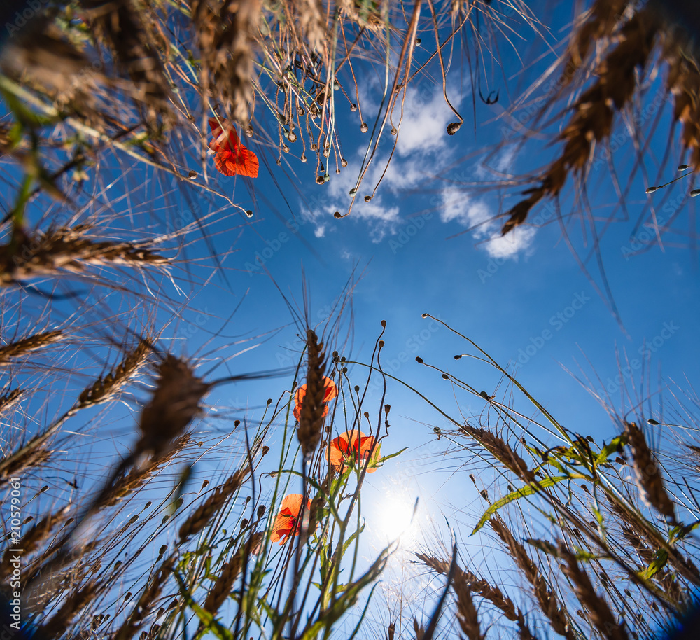 Fotografie In mezzo ai campi
