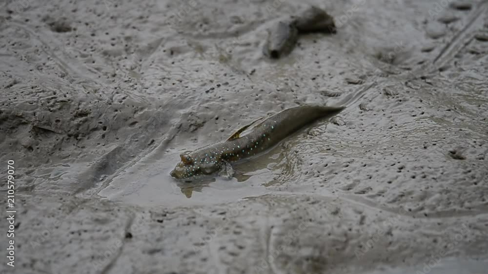 Mudskipper fish habitat. Blue spotted mudskipper sliding on mud drinking sea water at laem prakalang Thailand,hd video. Mudskipper fish habitat. Blue spotted mudskipper sliding on mud drinking sea water at laem prakalang Thailand,hd video.