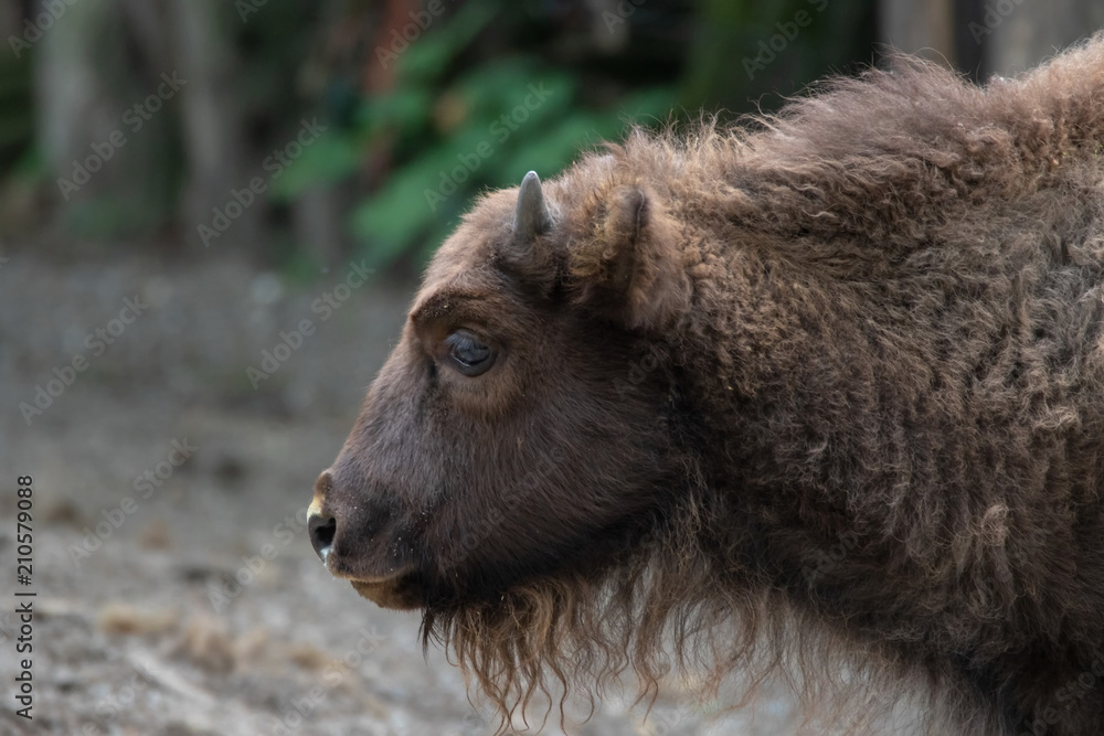 Fototapeta premium Wisent