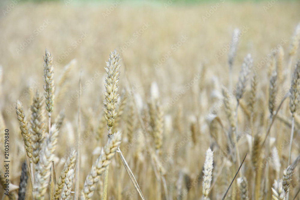 Field of ripe wheat background. Ears of ripe wheat in a field close up Field of ripe wheat background. Ears of ripe wheat in a field close up