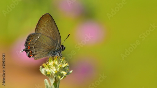 Satyrium ilicis 28