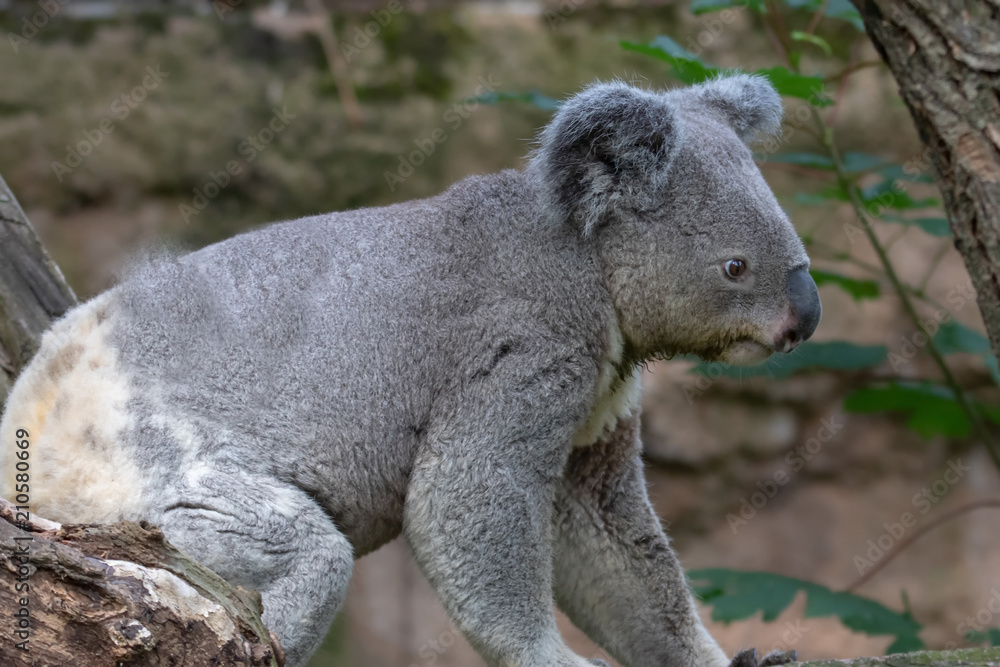 Fototapeta premium Queensland Koala