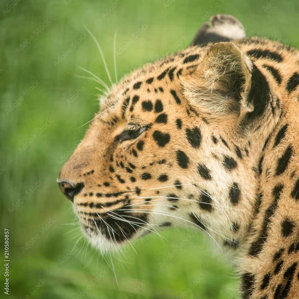 Obraz premium Beautiful close up portrait of Jaguar panthera onca in colorful vibrant landscape