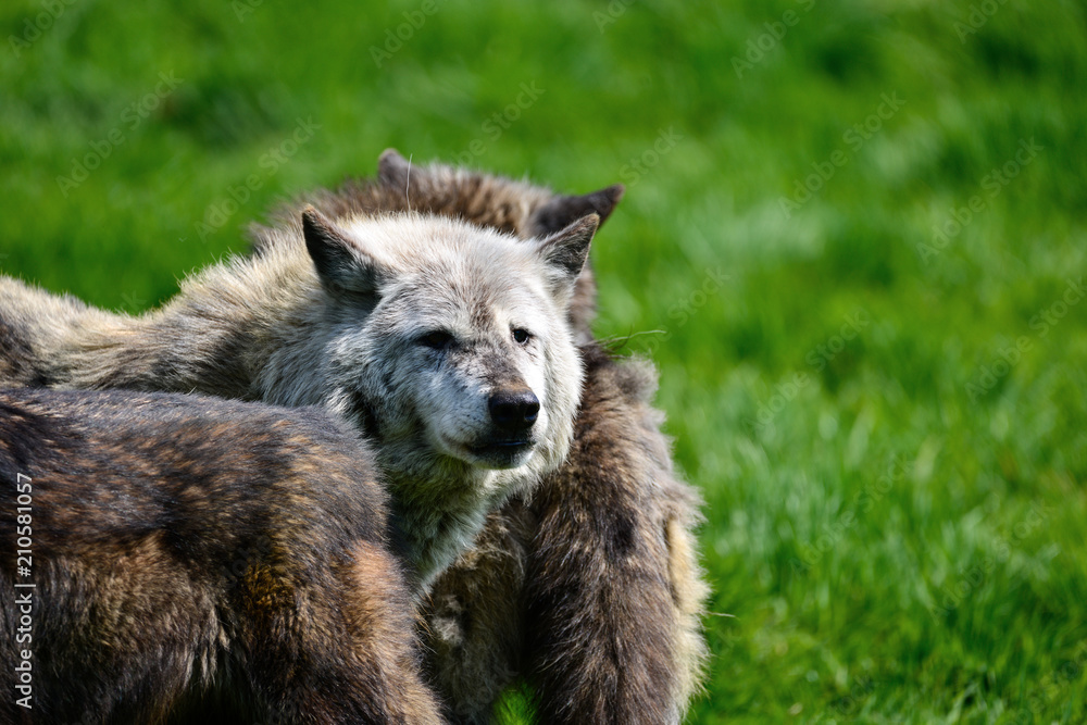 Beautiful Timber Wolf Cnis Lupus stalking and eating in forest clearing landscape setting Beautiful Timber Wolf Cnis Lupus stalking and eating in forest clearing landscape setting