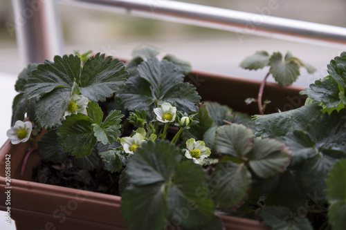 step by step growing strawberries on the house balcony.