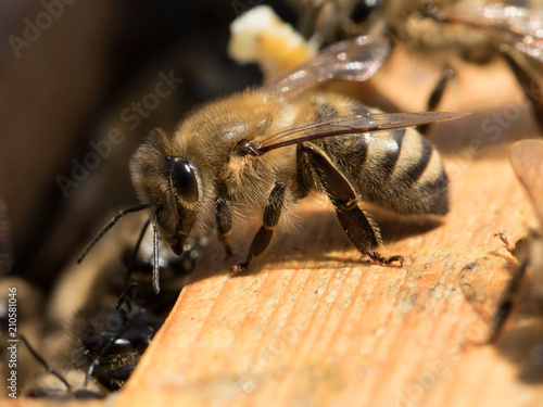 Honigbienen