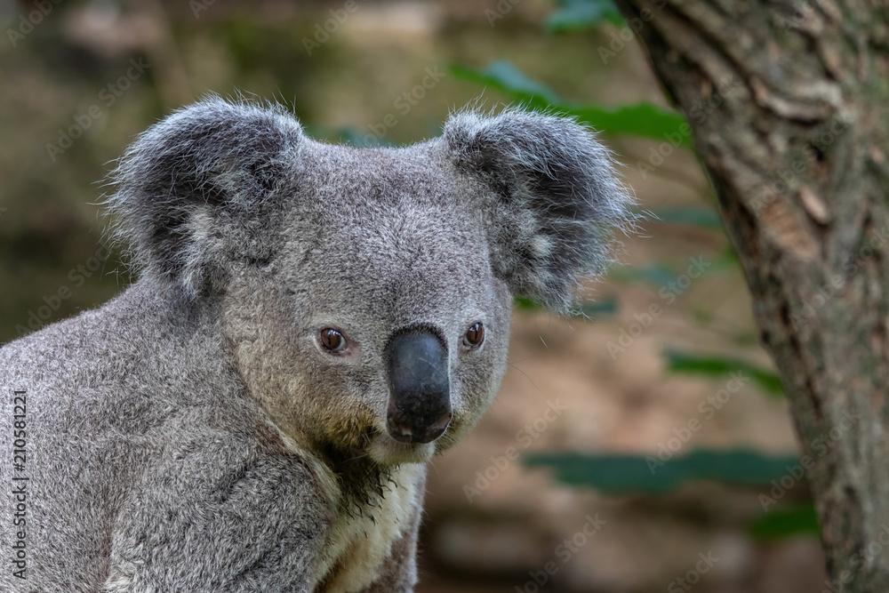 Obraz premium Queensland Koala