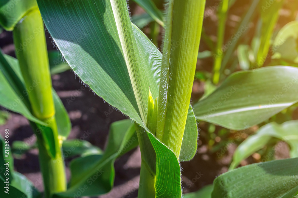Obraz premium strong, even corn plants on the field, in the phase of the formation of the rock, under the sunny sky