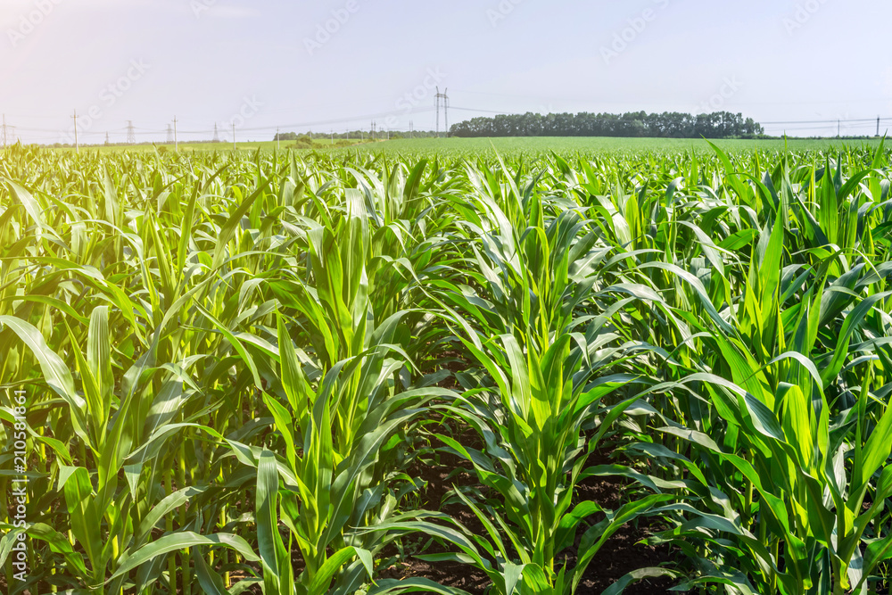 Obraz premium strong, even corn plants on the field, in the phase of the formation of the rock, under the sunny sky