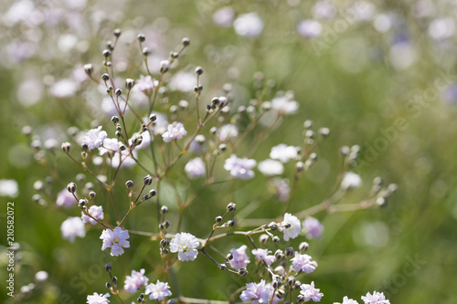 Nahaufnahme von Schleierkraut