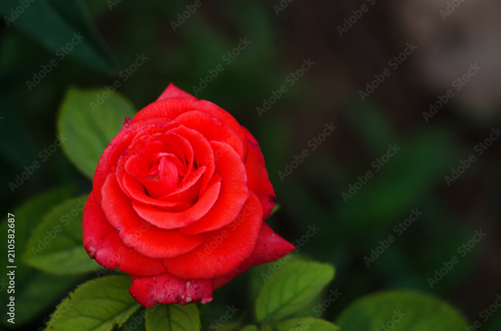 orange roses on a branch with green leaves outdoors orange roses on a branch with green leaves outdoors