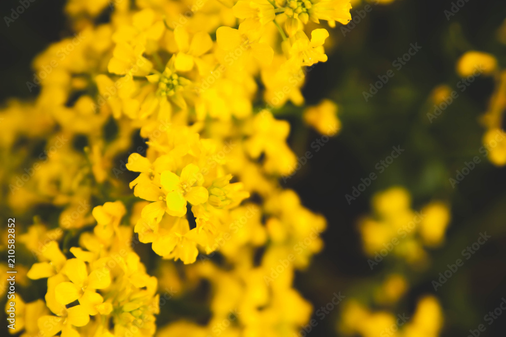 Rape flowers close-up on the background of the field. Beautiful soft focus. Rape flowers close-up on the background of the field. Beautiful soft focus.