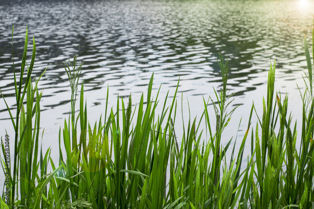 green grass near the pond in the summer in the park green grass near the pond in the summer in the park