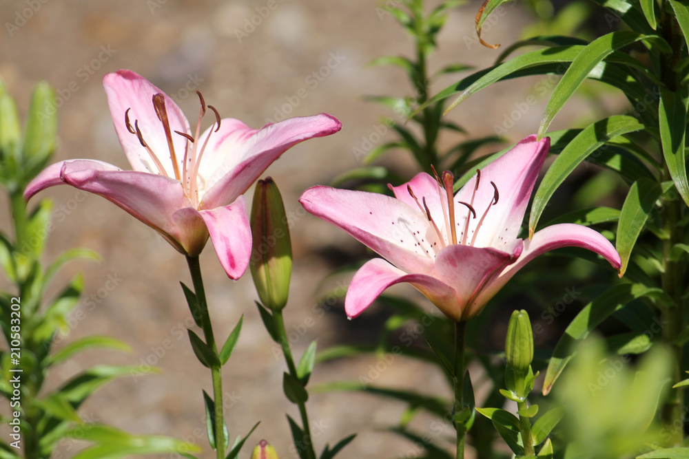 Fototapeta premium Two pale pink lily flowers close-up
