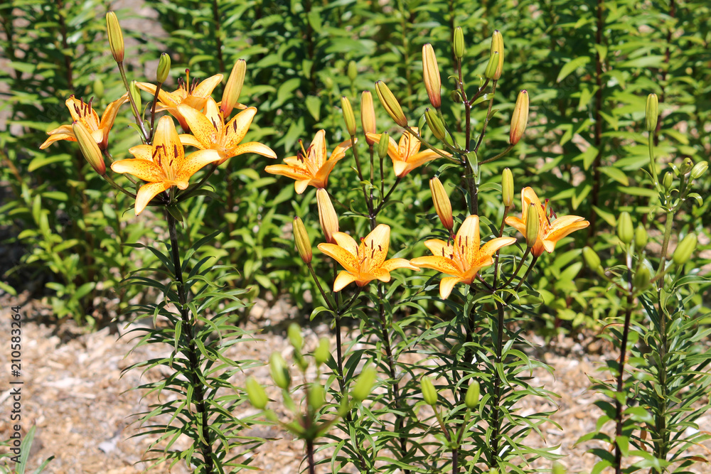 General view of group of high flowering lilies with bright orange flowers and green leaves General view of group of high flowering lilies with bright orange flowers and green leaves