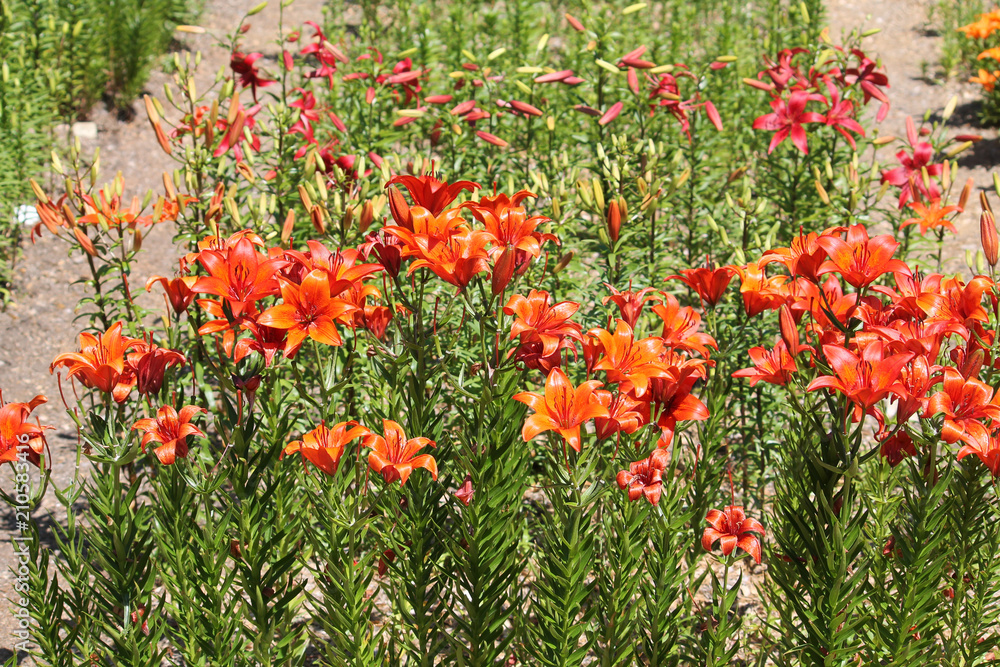 General view of group of high flowering lilies with bright orange flowers and green leaves