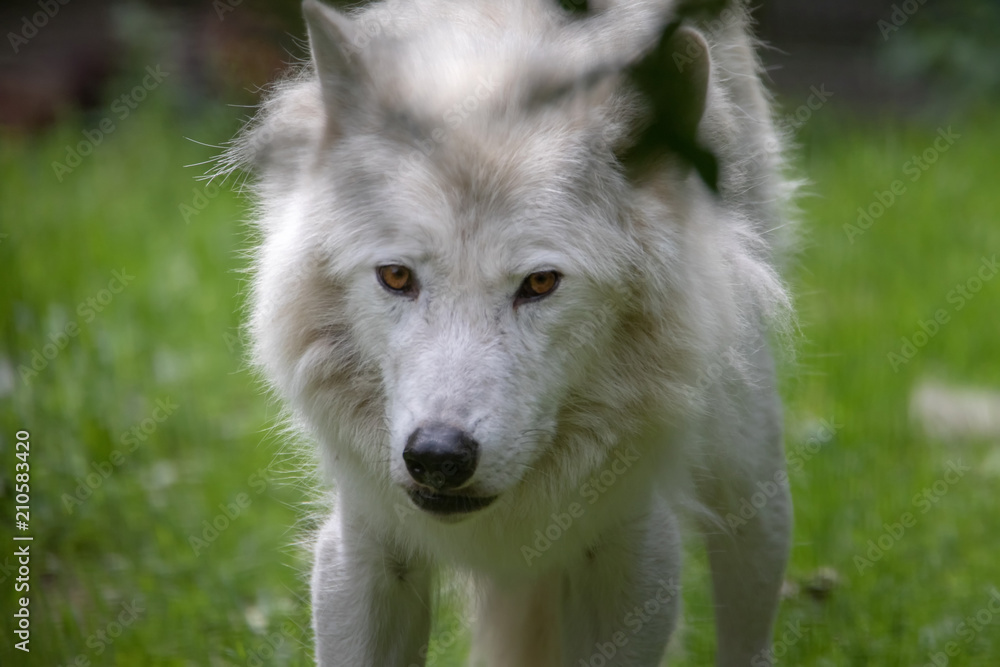 Obraz premium Polar - Arktischer Wolf