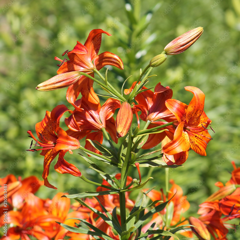 Brightly orange lilies in garden Brightly orange lilies in garden