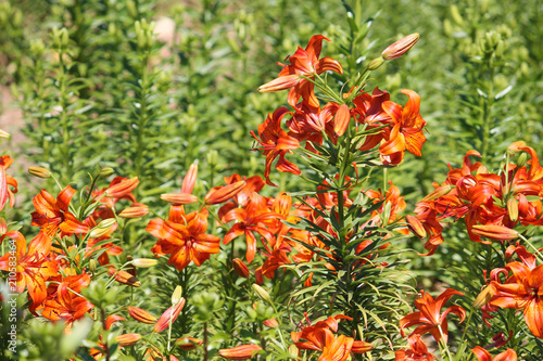 Brightly orange lilies in garden