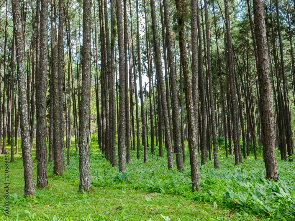 Tall of tree in wood forest on green grass located north of Thailand Tall of tree in wood forest on green grass located north of Thailand