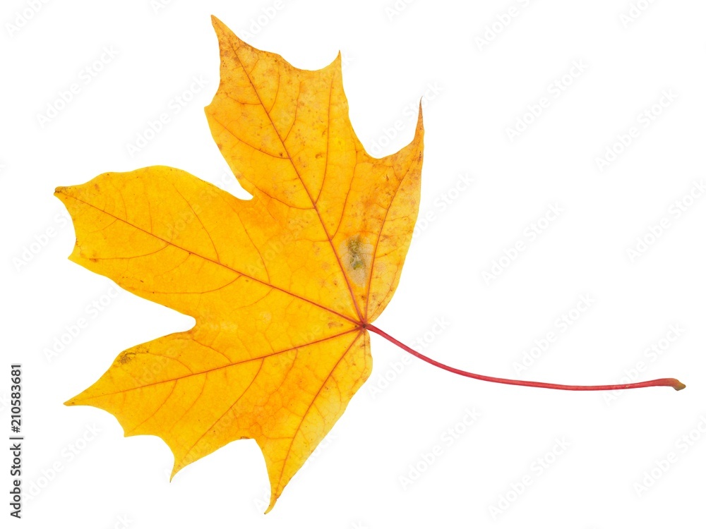 Fototapeta premium Autum maple leaf