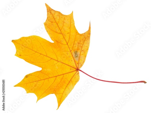 Autum maple leaf