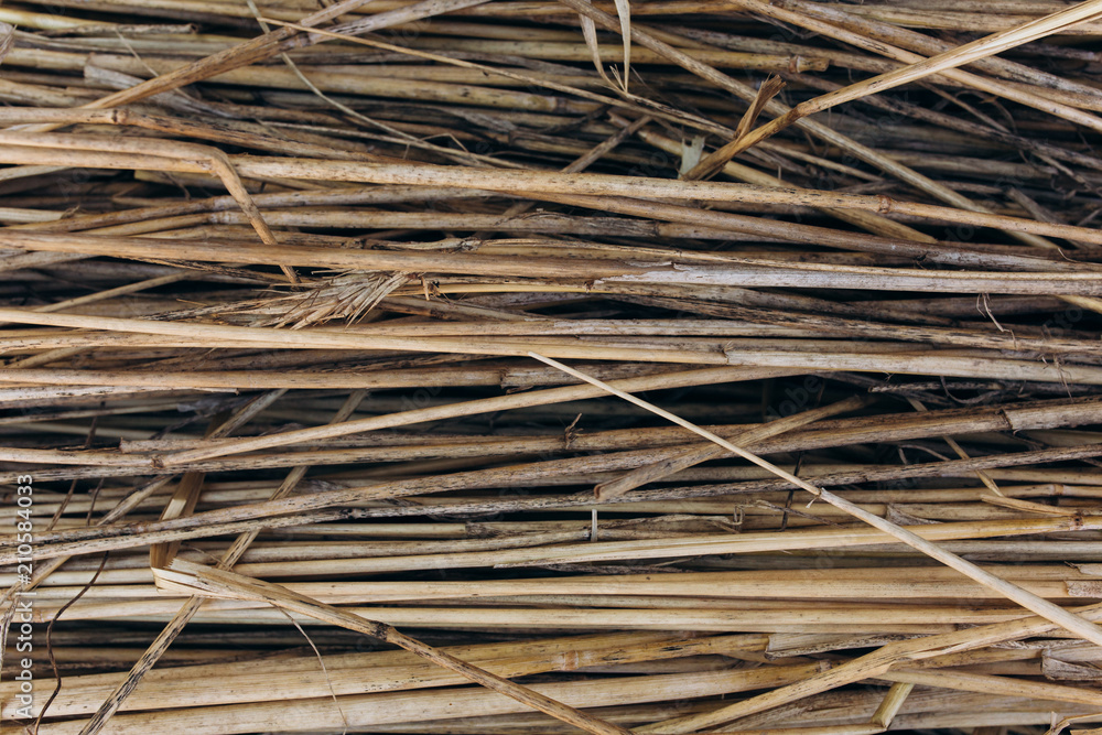 Thin organic sticks lying outdoors. Rustic background from tree branches. Thin organic sticks lying outdoors. Rustic background from tree branches.