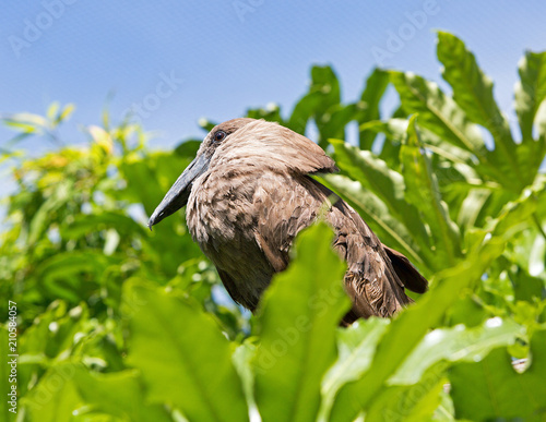 Hammerkop Bird resting in a green vibrant tree with a clear blue sky