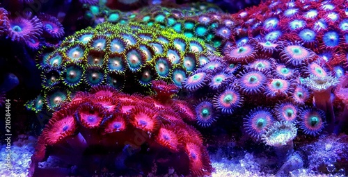 Zoanthus polyps colony coral in reef aquarium tank 