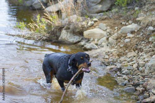 Rottweiler, Dog Playing In Water At Lake