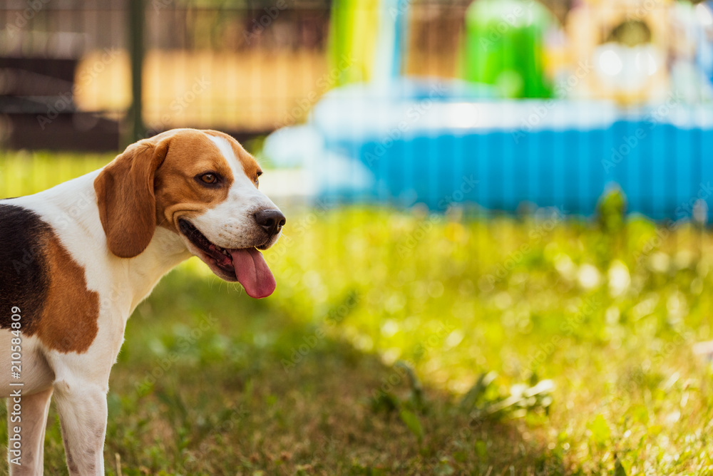 Beagle dog in a garden with tongue out