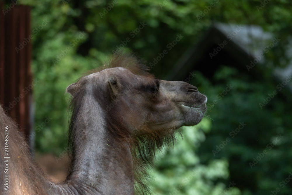 Obraz premium Trampeltier Zweihöckriges Kamel Hauskamel