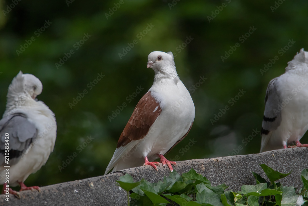 Obraz premium Taube