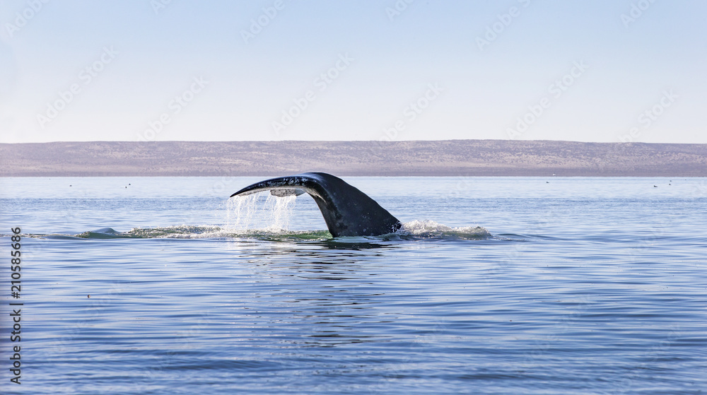 Obraz premium Whale watching in Ojo De Liebre Lagoon, Baja California Norte, Mexico