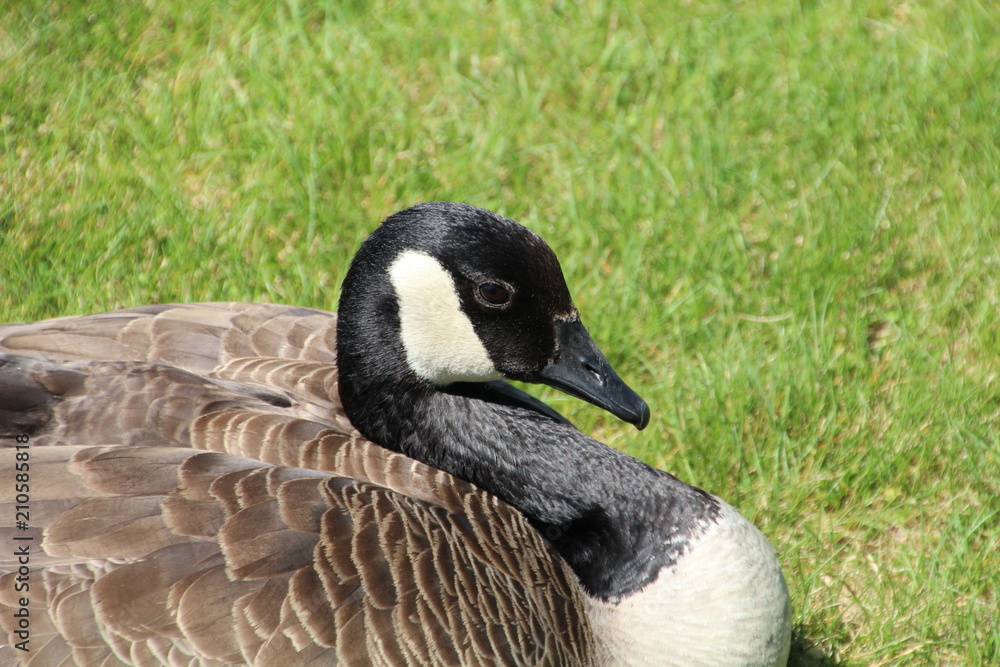 Resting Goose, William Hawrelak Park, Edmonton, Alberta Resting Goose, William Hawrelak Park, Edmonton, Alberta
