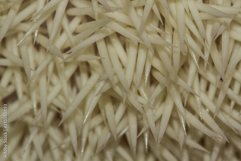 The skin of the hedgehog is white. Sharp needles. Effective protection. The skin of the hedgehog is white. Sharp needles. Effective protection.