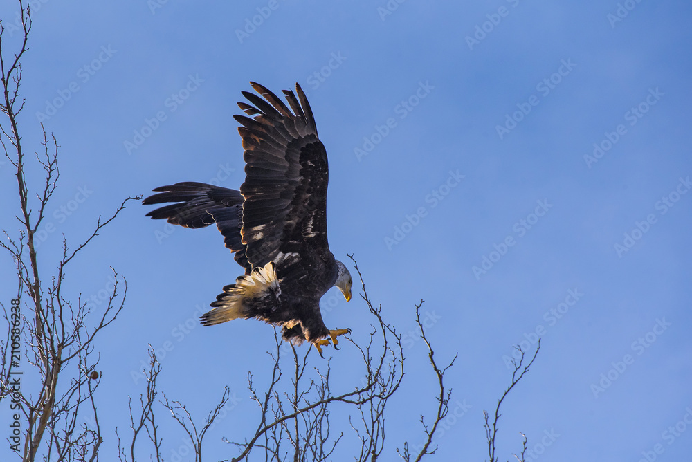 Fototapeta premium eagle making nest