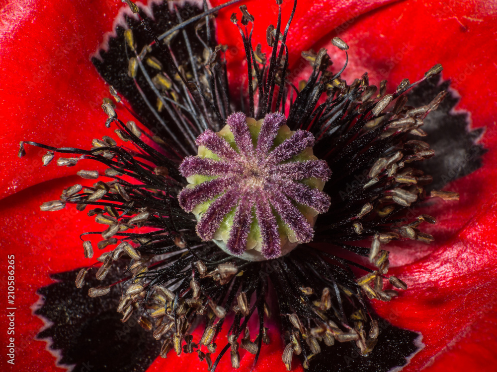 red poppy close up
