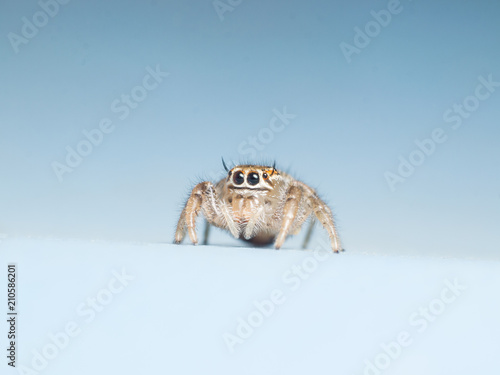 jumping spider isolated on blue background