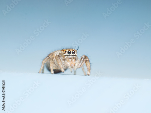jumping spider isolated on blue background