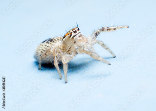 jumping spider isolated on blue background